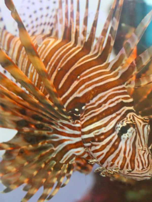 Visitors Can Gobble Up Turkey Fish At Maritime Aquarium