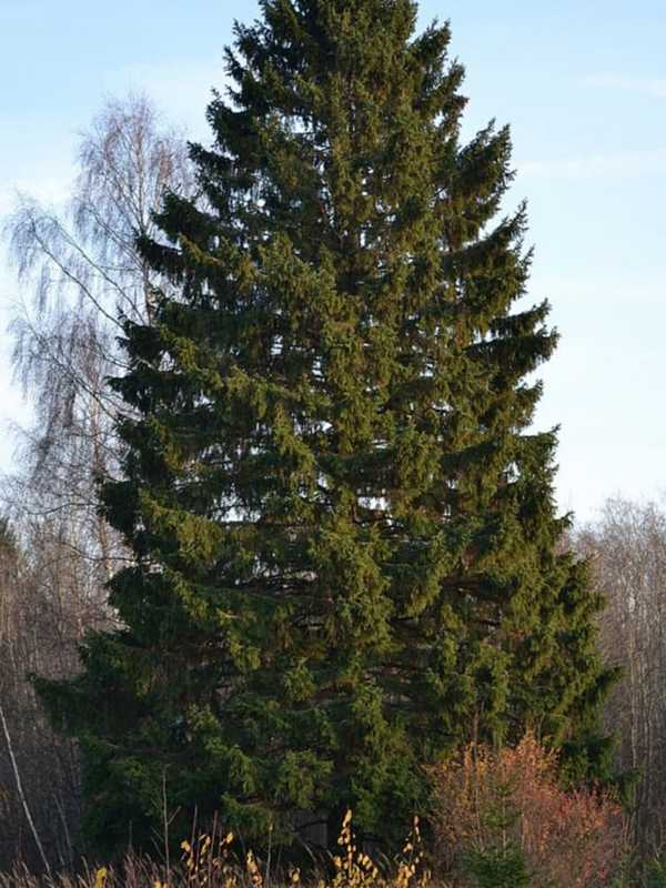 Orangeburg Norway Spruce Chosen For Christmas Tree At NYC's Bryant Park