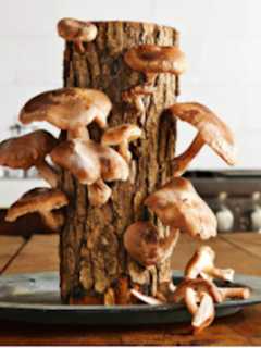 Greenwich Land Trust Sets Up For Mushroom Log Cultivation Workshop