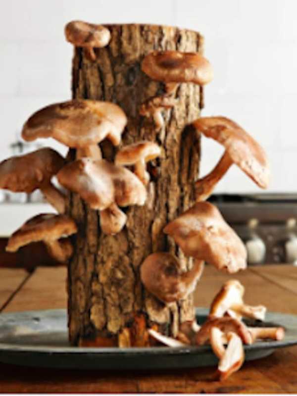 Greenwich Land Trust Sets Up For Mushroom Log Cultivation Workshop