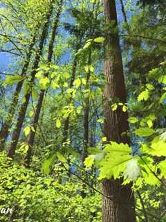 Dealing With Climate Change In Your Own Norwalk Landscape
