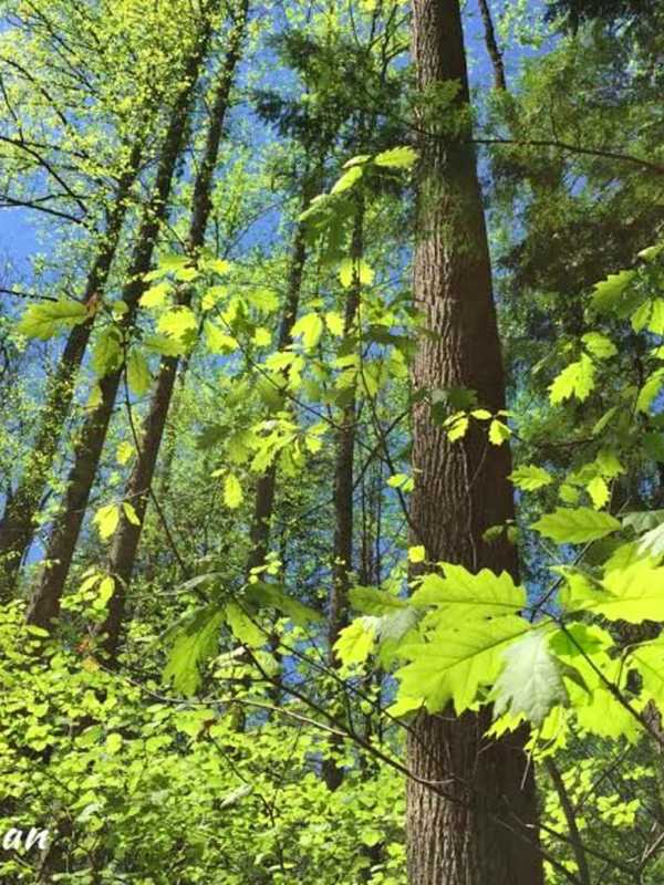 Dealing With Climate Change In Your Own Norwalk Landscape
