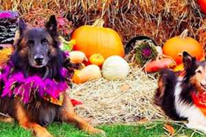 Pompton Lakes Library Launches Canine Reading Program For Kids