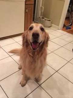 Westchester Dog Will Be Grand Marshall At Event To Fight Cancer