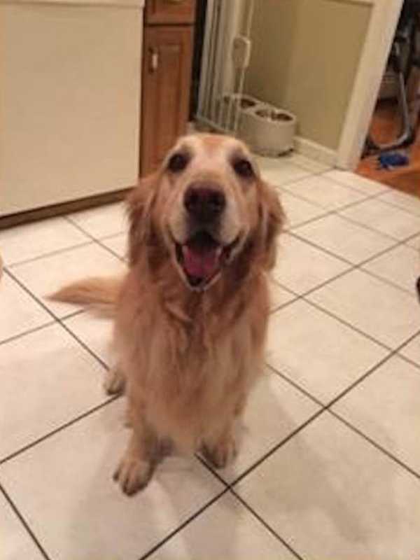 Westchester Dog Will Be Grand Marshall At Event To Fight Cancer