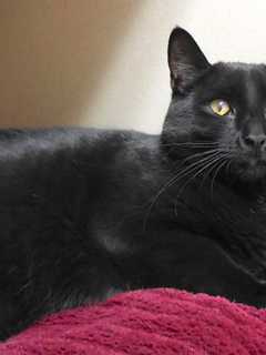 Adopt Harriet, A Black Kitten At Putnam Humane Society In Carmel