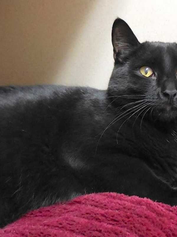 Adopt Harriet, A Black Kitten At Putnam Humane Society In Carmel