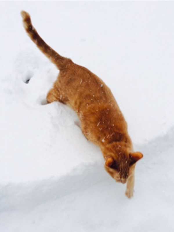 Winter Storm Jonas Rips Through New Canaan