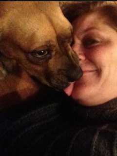 Mohegan Lake Rescue Dog, Missing Since Blizzard, Returns Home