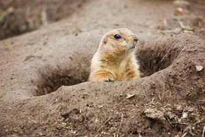Bridgeport's 'Beardsley Bart' Predicts An Early Spring This Groundhog Day