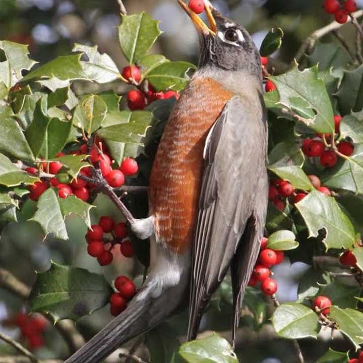 A robin enjoys a holly berry.