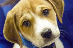 Cuteness On The Grid: Westport Canines Star in 'Puppy Bowl' Promo Tour
