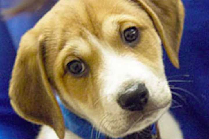 Cuteness On The Grid: Westport Canines Star in 'Puppy Bowl' Promo Tour