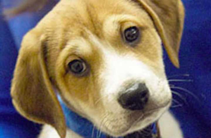 Little Foot starred in the 2016 &quot;Puppy Bowl&quot; promotional tour.