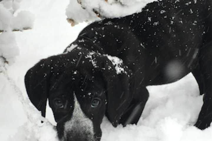 Westport Hit By Heavy Snowfall