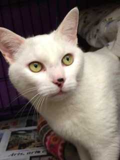 Cats Adoption Event Scheduled In Wilton