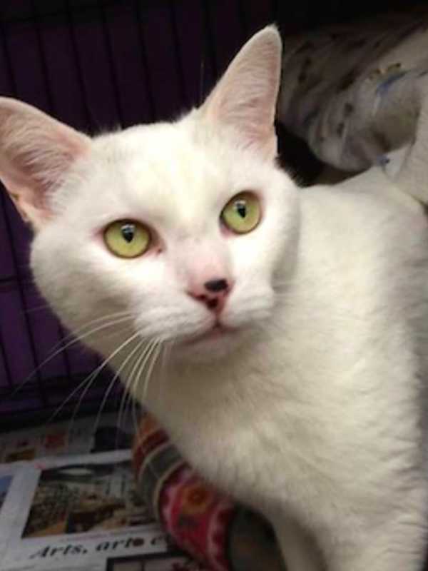 Cats Adoption Event Scheduled In Wilton