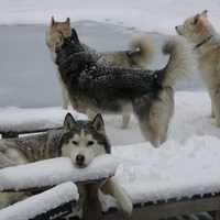 <p>Apollo makes himself comfortable in a chair at the Peyreigne home in Weston.</p>