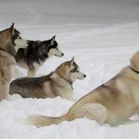 <p>The Siberian Huskies of the Peyreigne family in Weston pose for a group photo during last month&#x27;s snowstorm.</p>