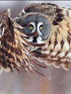 See Owls, Falcons, Snakes And More In Animal Program At Red Hook Fire House