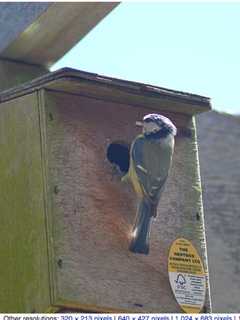 Build A Bird Box To Give As A Gift Or For The Birds At Croton Point Park
