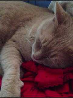Owner Looks For Lost Cat In Fowler Avenue Area Of Ossining