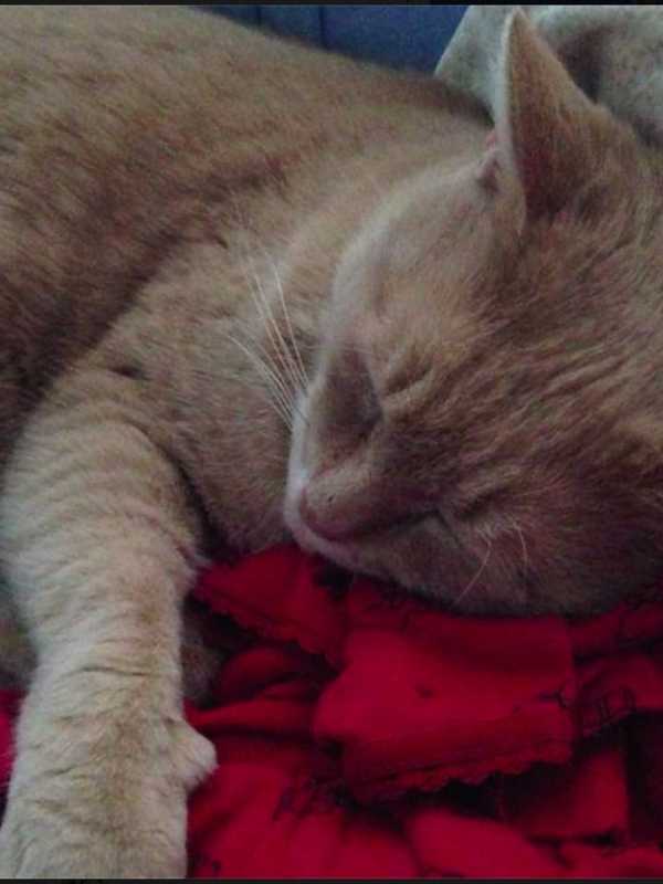 Owner Looks For Lost Cat In Fowler Avenue Area Of Ossining