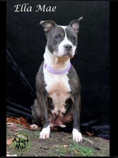 Hi-Tor Animal Care Center Introduces 'Ellie Mae,' Its Pet Of The Week