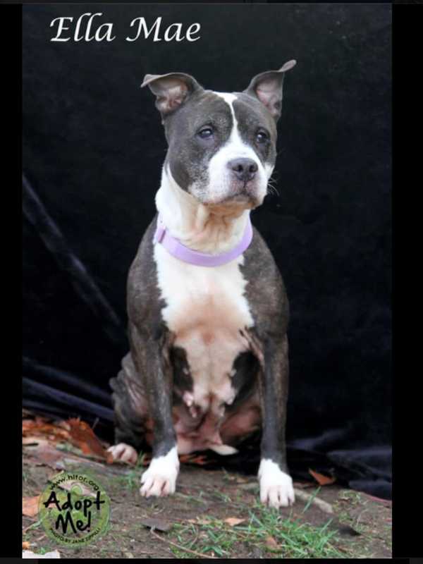 Hi-Tor Animal Care Center Introduces 'Ellie Mae,' Its Pet Of The Week