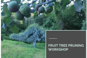 Greenwich Land Trust Offers Fruit Tree Pruning Workshop