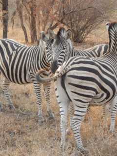 Pet Zebra Goes Missing In Hudson Valley