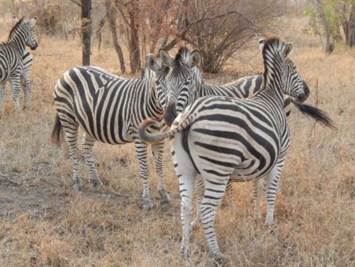 A Greene County resident is looking for his pet zebra after she disappeared on Friday night.