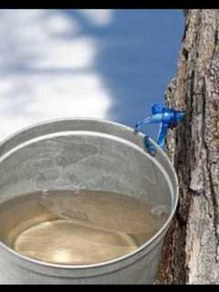 Take A Free Maple Syrup Tap At Red Hook Library