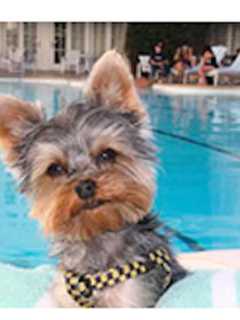 'Schmitty' The Weather Dog Coming To Ben Franklin School In Yorktown