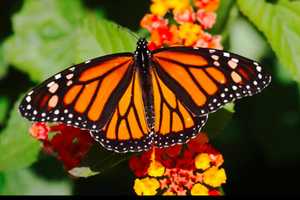 Spring Is Coming: Learn To Make Wildlife Garden In Lyndhurst