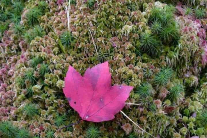 Pound Ridge Garden Club Kicks Off 75th Year With Moss Workshop