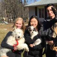 <p>Several puppies need foster and adoptive homes after being displaced from an East Brunswick puppy store.</p>