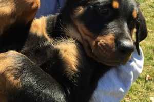 Puppies Rescued In Dumont Tops Last Week's News In Bergen County
