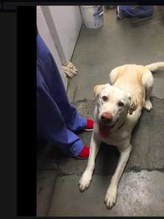 Stray Lab Found In Purchase Needs Help Locating Owner