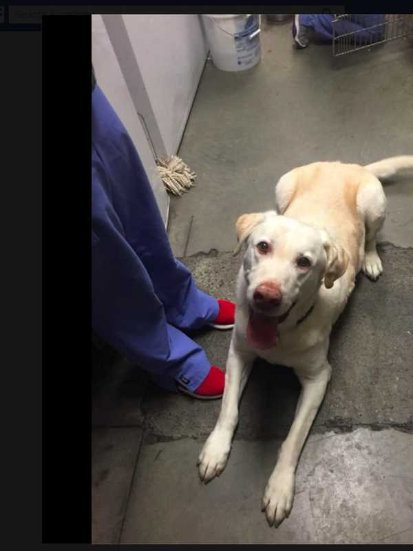 Stray Lab Found In Purchase Needs Help Locating Owner