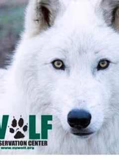 Scarsdale Library Presenting 'Atka The Ambassador Wolf' Program