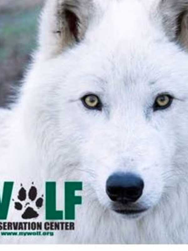 Scarsdale Library Presenting 'Atka The Ambassador Wolf' Program