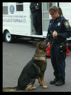 Norwalk Police Mourn Death Of Retired Service Dog Arasz