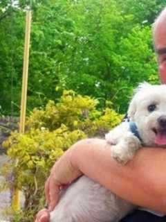 'Well-Loved Fixture' Hospitalized After Being Struck By Car In Westchester