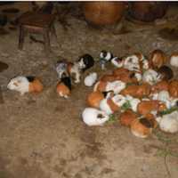 <p>&quot;We visited a house in Cusco where the residents shared their home with guinea pigs. I cannot believe that all these animals plus rabbits and ducks lived there with the people. On special holidays they would eat one of the guinea pigs. Ugh!&quot;</p>