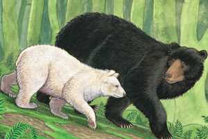 Greenwich's Bruce Museum Presents Animals In Children’s Book Art