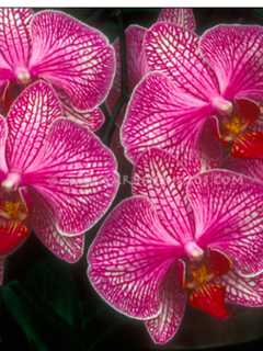 Learn How To Grow Orchids In Bronxville Library Program