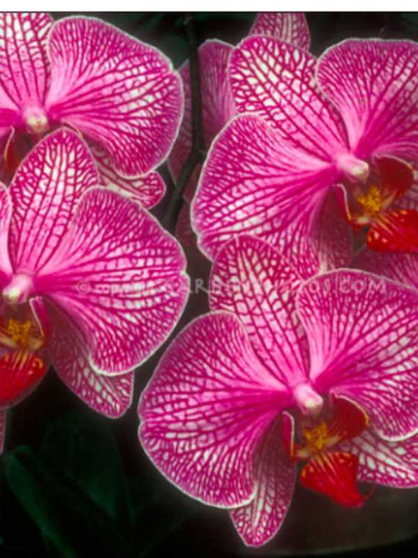 Learn How To Grow Orchids In Bronxville Library Program