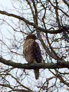 Look Up, Fairfield! Two Bird Attacks Reported In Town