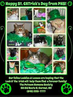 Adopt A Cat Or Dog From Putnam Humane Society In Carmel